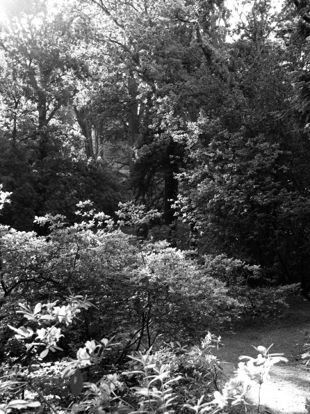 Bois des Moutiers (51) Juin 2012